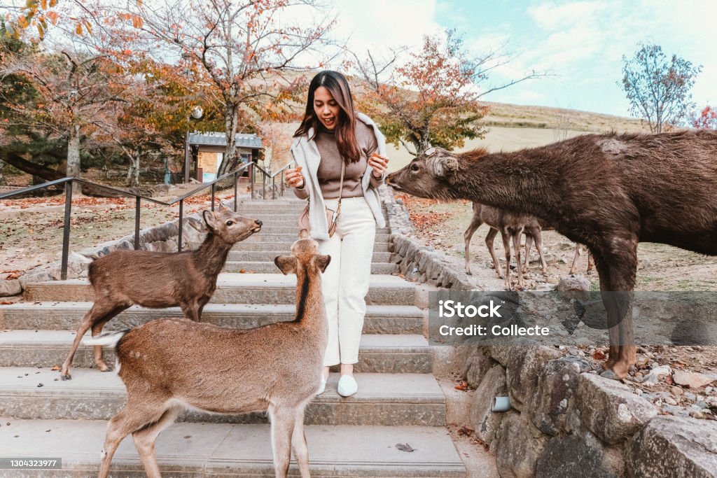 Asian young woman meeting and feeding cute deers in Nara, Japan. Japan Stock Photo