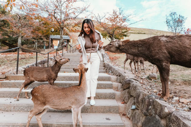 Asian young woman meeting and feeding cute deers in Nara, Japan. Asian young woman meeting and feeding cute deers in Nara, Japan. tourist couple candid travel stock pictures, royalty-free photos & images