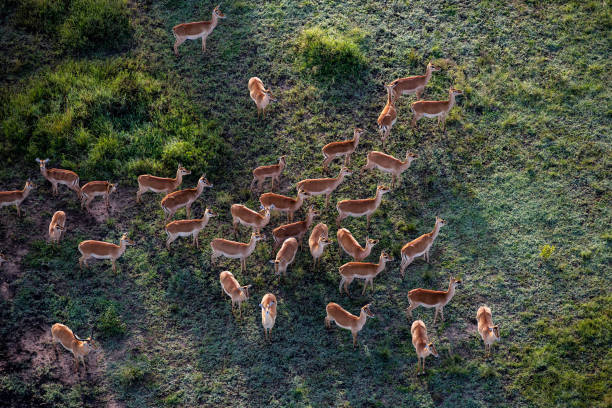 istock Herd of Impalas from the Air 1304324528