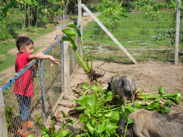 istock Asian boy feeding pig on a farm 1304324604