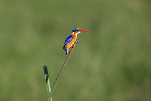 A close-up image of a malachite kingfisher in Kenya.