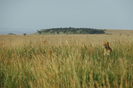 A female lion looking from the tall grass.