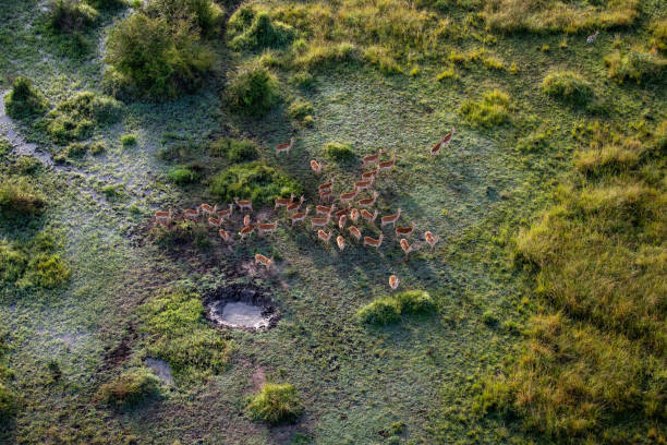 Herd of Impalas from the Air A herd of impalas seen from the air. impala stock pictures, royalty-free photos & images