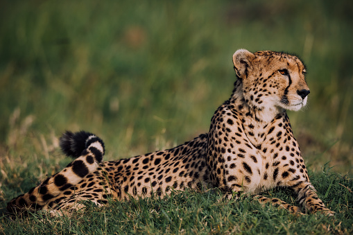 The cheetah (Acinonyx jubatus) is a large-sized feline (family Felidae, subfamily Felinae) inhabiting most of Africa and parts of the Middle East. It is the only extant member of the genus Acinonyx. The cheetah can run faster than any other land animal. Masai Mara National Reserve, Kenya.