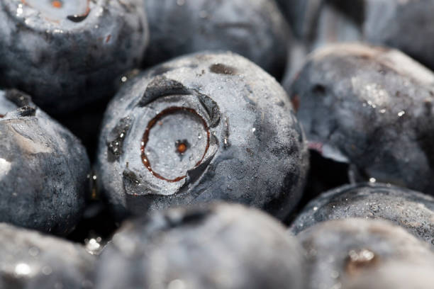 istock blueberries can be eaten raw 1304327683