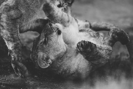 Lion cubs playing in black and white.