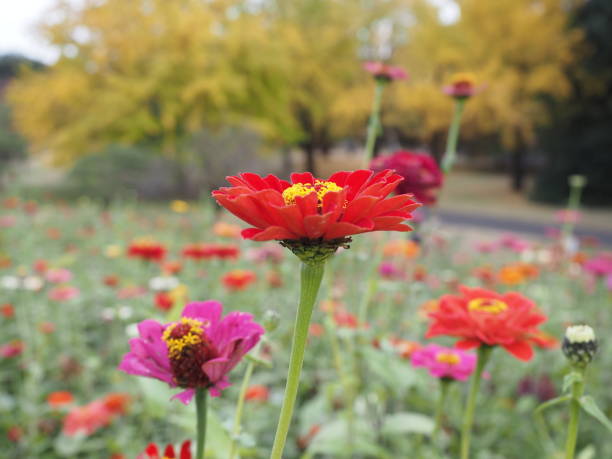 istock It is a zinnia in a flower field. 1304329790