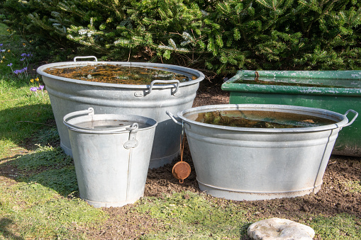 Three old zinc tubs and buckets in a garden. They are filled with water and are used as small garden ponds.