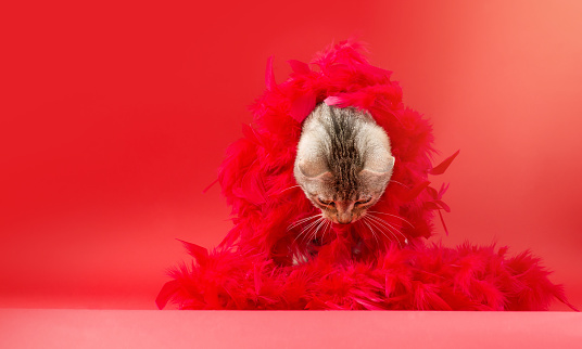 A gray cat wrapped in red feathers looks down at a promotional space. Mockup. Advertising template. Red background. Copyspace
