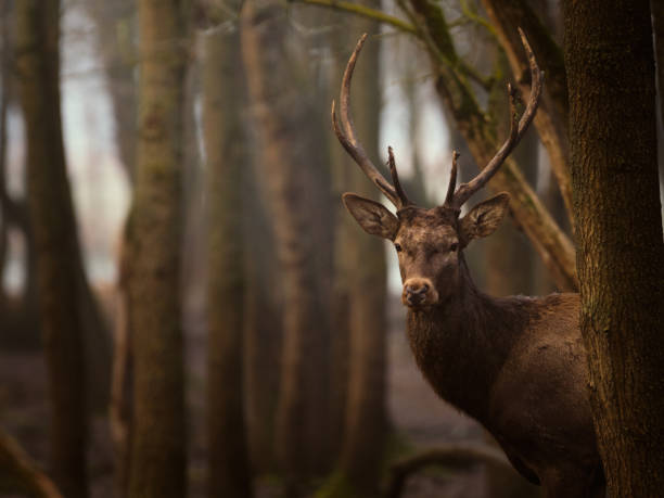 red deer stag - cervus elaphus - in the forest - red deer animal mammal wildlife imagens e fotografias de stock