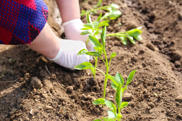 istock Planting pepper seedlings in the garden 1304331416