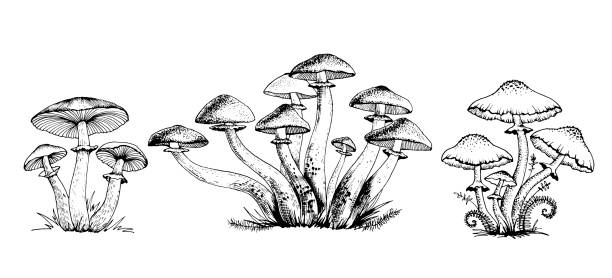 Poisonous mushrooms Vector Poisonous mushrooms Vector illustration drawn by hand, family of inedible mushrooms Dangerous mushrooms, toadstool, fly agaric, white toadstool, family of mushrooms isolated on a white background amanita muscaria stock illustrations
