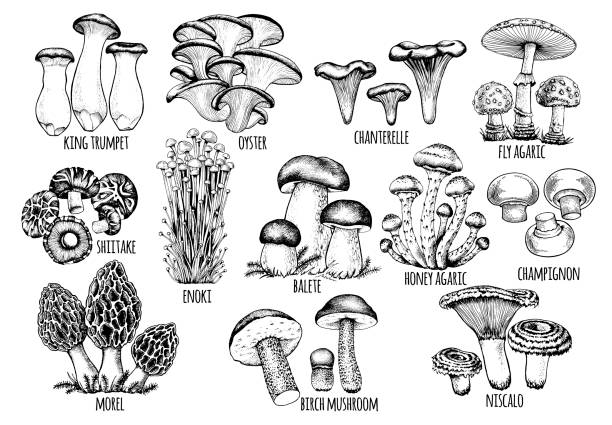 set edible mushrooms Vector set edible mushrooms Vector illustration drawn by hand, family of different mushrooms, graphic drawing with lines, cut truffle, porcini mushroom, shiitake and chanterelles isolated on white background peppery bolete stock illustrations