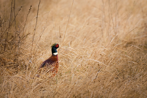 Male common pheasant (Phasianus colchicus) crowing on a meadow against the sunlight.