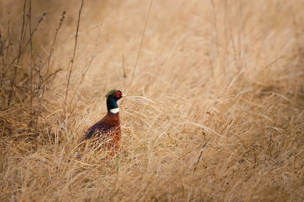 bażant mały ptak z dziczyzny na łące - pheasant hunting feather game shooting zdjęcia i obrazy z banku zdjęć