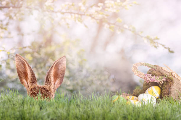 Easter bunny hides behind blades of grass with an Easter basket and Easter eggs