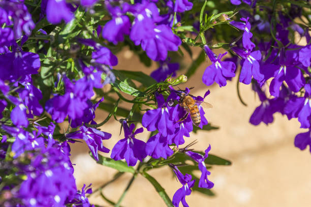 ロベリア上の単一のビー - bee honey bee single flower honey ストックフォトと画像