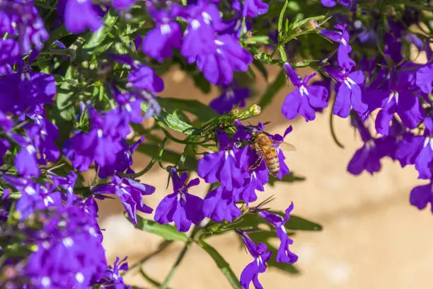 Single bee collecting nectar on lobelia flowers