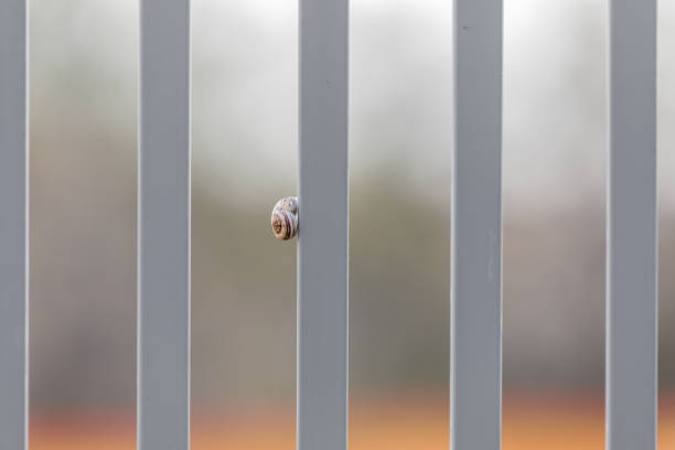 The single white snail going up on a gray metal fence