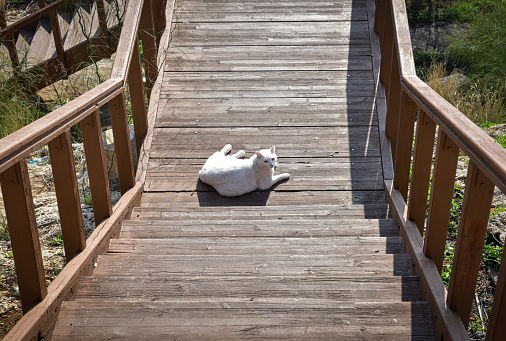 a cat is resting and sunbathing on a wooden footbridge