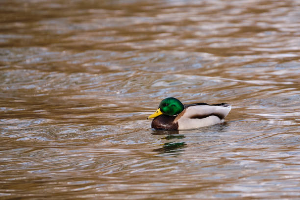 istock Mallard duck on the winter lake 1304337017