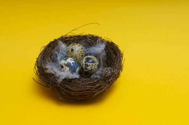 istock Nest with egg and feather on a yellow background 1304337444