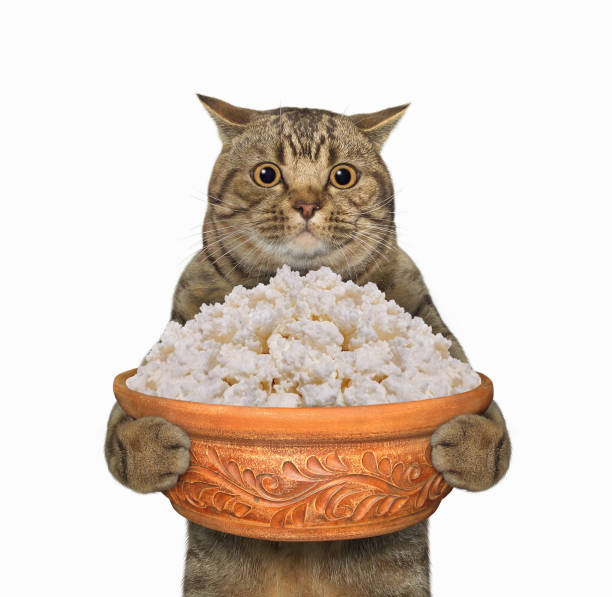 istock Cat holds bowl of cottage cheese 2 1304339282