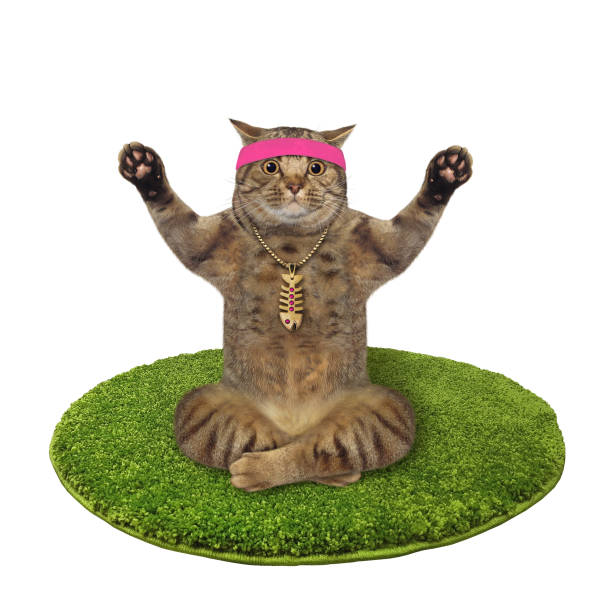istock Cat on round mat doing yoga 2 1304339283