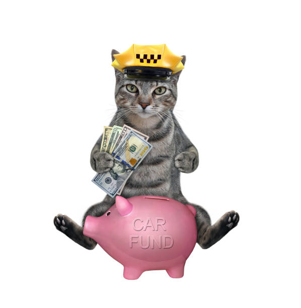 istock Cat gray saves money for car 1304339294