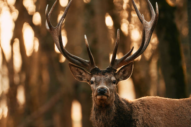 istock Great adult noble Red Deer with big horns 1304339621