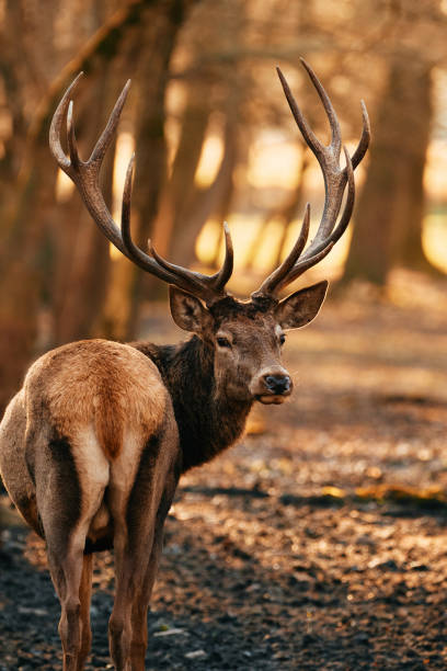 istock Great adult noble Red Deer with big horns 1304339721
