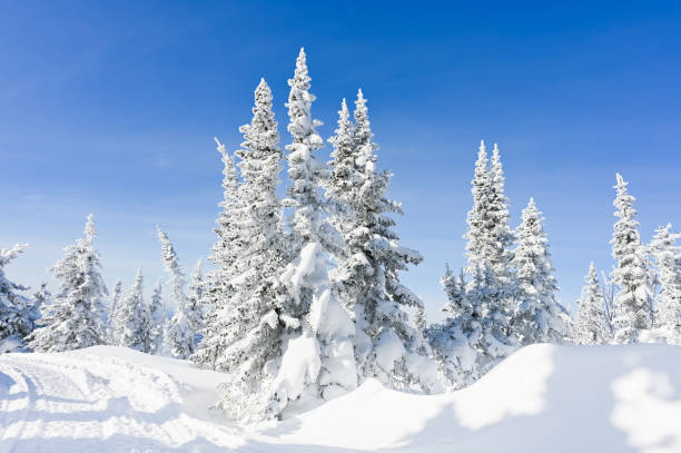 istock snow-covered trees in winter landscape 1304339740