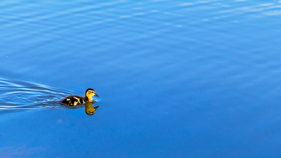 A lone duckling glides across a still lake.
