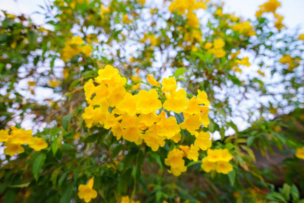 istock Yellow flower on tree in the garden 1304340694