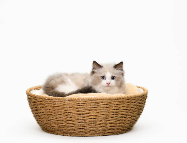 istock Beautiful Ragdoll cats inside a basket 1304341030