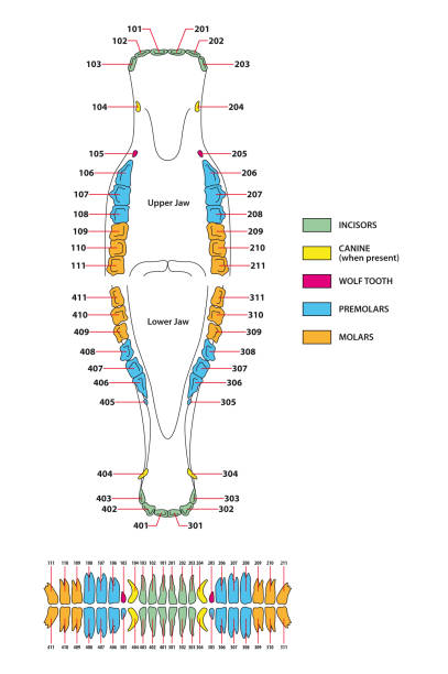 wektorowa grafika trwałego uzębienia koni - animal skull animal bone anatomy animal stock illustrations