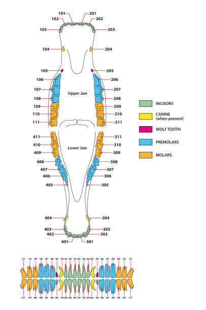 векторное произведение искусства постоянного вмятины лошадей - animal skull animal bone anatomy animal stock illustrations