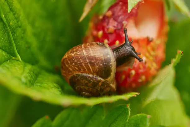 Photo of View of a grape snail devouring a strawberry harvest, on a large ripe bright red strawberry creeps and spoils the harvest, a bright colorful photograph with a selective depth of field,