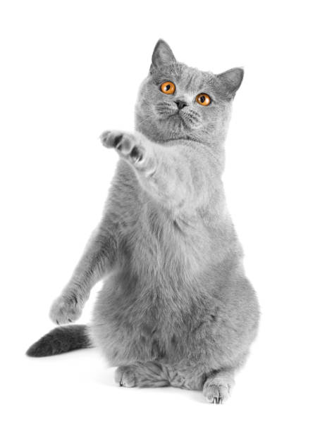 istock A cat of British breed catches an imaginary prey. 1304344012