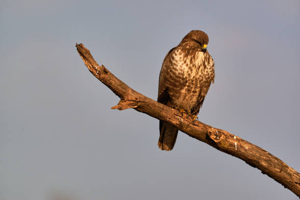 istock Common Buzzard - Buteo Buteo perching , birds of prey 1304346121