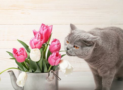 British cat sniffs a bouquet of tulips. The manifestation and aroma of spring. Pets and flowers. Tulips in the teapot.