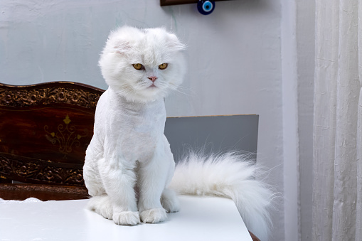Groomed long fluffy Scottish fold cat with haircut, sitting on the table