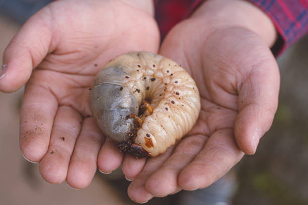 la mano de un niño sosteniendo una larva de escarabajo gigante. - rhinoceros beetles fotografías e imágenes de stock