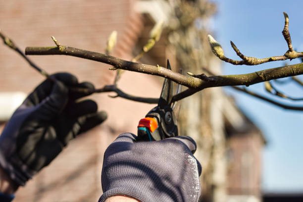 Close view of a gardener’s hand pruning branches of a magnolia with pruning shears in spring. Gardening work. pruning gardening photos stock pictures, royalty-free photos & images