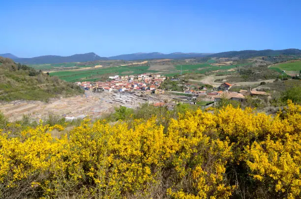 Genista scorpius in flower over the town of Salinas de Añana. Alava. Basque Country. Spain