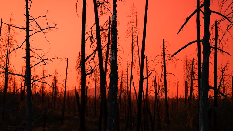 Red Sunset Forest Fire Damage Trucking Shot