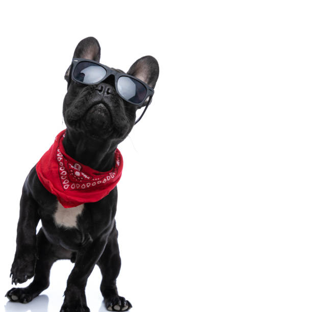 istock curious cool bulldog puppy with sunglasses looking up 1304351049