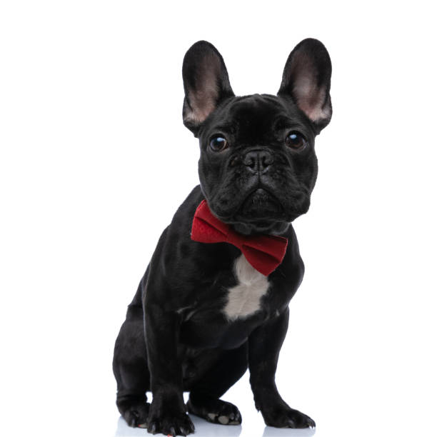 istock elegant frenchie puppy with red bowtie looking up 1304351076