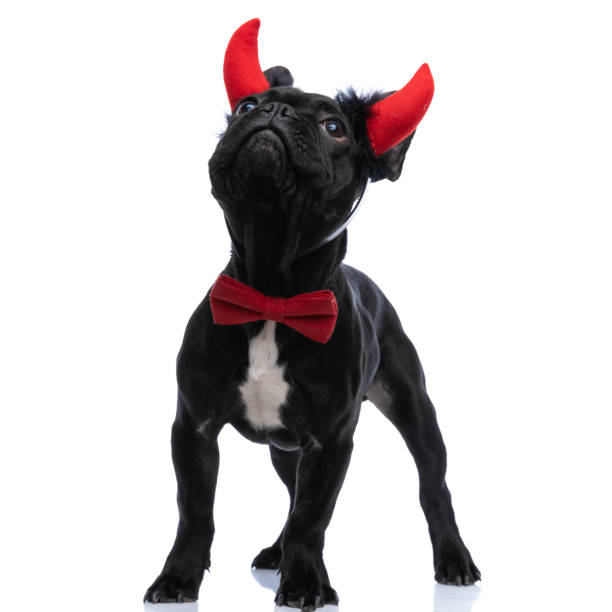 istock eager small frenchie puppy curiously looking above head 1304351105