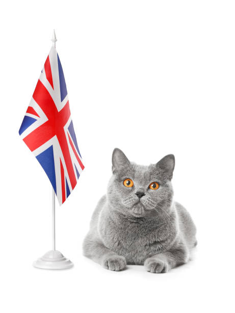 istock Cat and flag of Great Britain 1304351226
